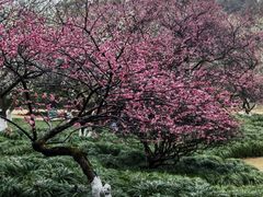 -杭州植物园