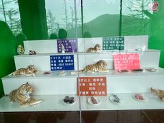 -横道河子东北虎林园