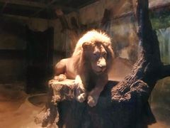 -清迈夜间动物园