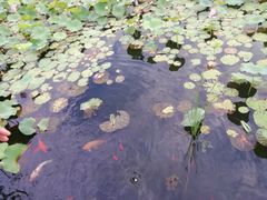 -羊亭河湿地公园