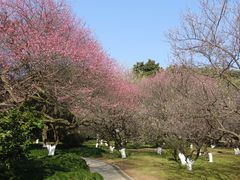 -杭州植物园