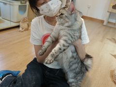 -南京Hallo宠物乐园·哈罗犬舍·柴犬繁育基地