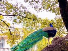 -华雅花园大酒店