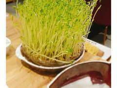 豌豆尖-好彩猪肚鸡(正弘城店)