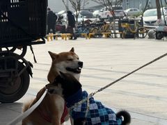 -帕帕拉兹宠物(亚洲旗舰店)