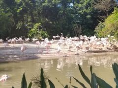 -广州长隆飞鸟乐园