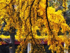 -四川大学(华西校区)