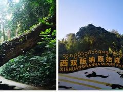 -西双版纳原始森林公园