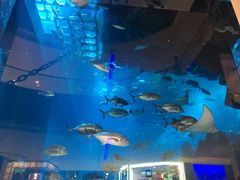 -迪拜水族馆及水下动物园