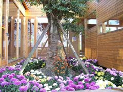 菊花展-三圣花乡旅游区