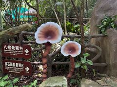 -呀诺达热带雨林