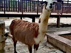 -鄂尔多斯野生动物园