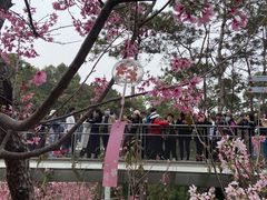 -狐尾山公园