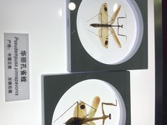 -上海昆虫博物馆