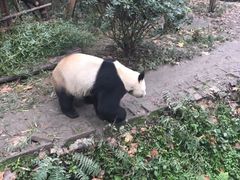 -成都大熊猫繁育研究基地