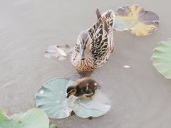 -莲花池公园
