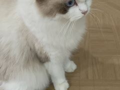 -YESUS椰稣咖啡概念店