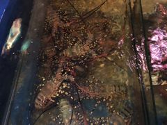 -灯笼馆海鲜餐厅