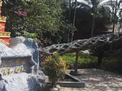 -瑞丽独树成林风景区