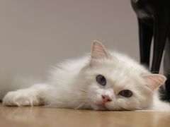 -瞄一喵猫咖(格力海岸店)