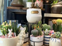 -溪岸路花鸟市场