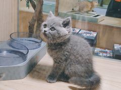 -屋虎猫馆(宝安大仟里店)