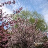 同济🌸