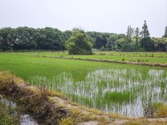 -广富林郊野公园