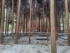 -武陵山森林公园