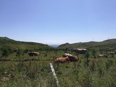 -草原天路(张北县)