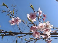 -顾村公园
