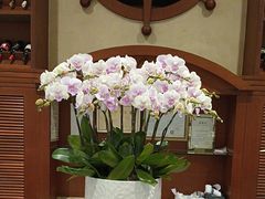 -金河半岛园林酒家(金融城店)
