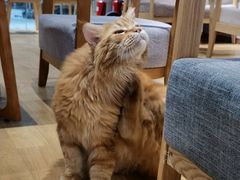 -藏猫猫咖啡主题馆(中央大道店)