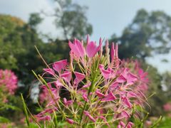 -中国科学院华南植物园