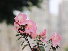 -琴亭湖公园