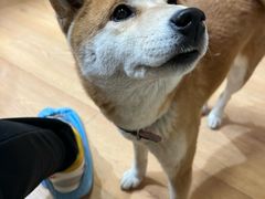-是阿柴呀！柴犬咖啡·爱喵喵猫咖