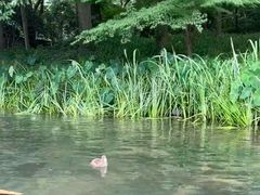 -西湖游船