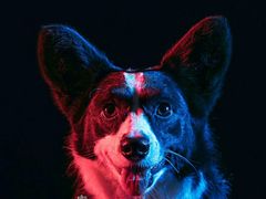 -超宠爱宠物摄影-Super pet