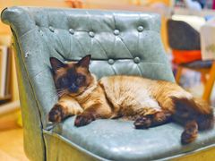 -Pets First伊珊娜洗护·精致美容·家庭式寄养(新会路店)