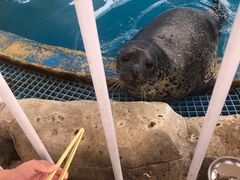 -芜湖新华联大白鲸海洋公园