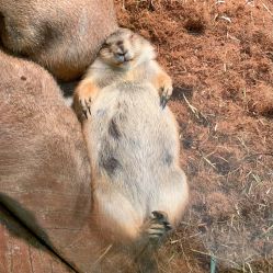 -Zoolung Zoolung动物主题公园(海信广场店)