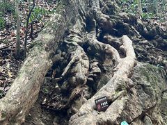 -西双版纳原始森林公园