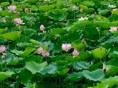 -荔湾湖公园