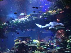 -迪拜帆船酒店海底餐厅