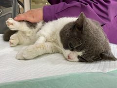 -爱侣宠医·鹦鹉专科·小型哺乳类·异宠专科(灵石路店)