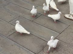 -天津妈祖文化园