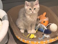-欣宠猫屋·矮脚拿破仑·蓝金金渐层