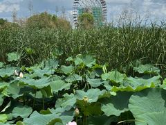 -苏州太湖湖滨国家湿地公园