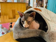 -猫小院猫主题咖啡厅(北锣店)