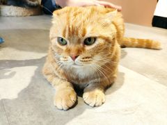 -猫儿山۰猫主题餐厅